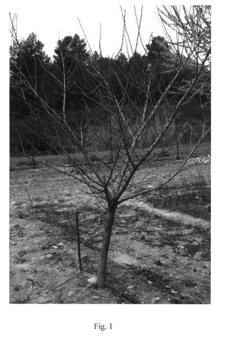 Figure 1 of US plant patent PP23865, the photograph of Densipac printed in the patent.