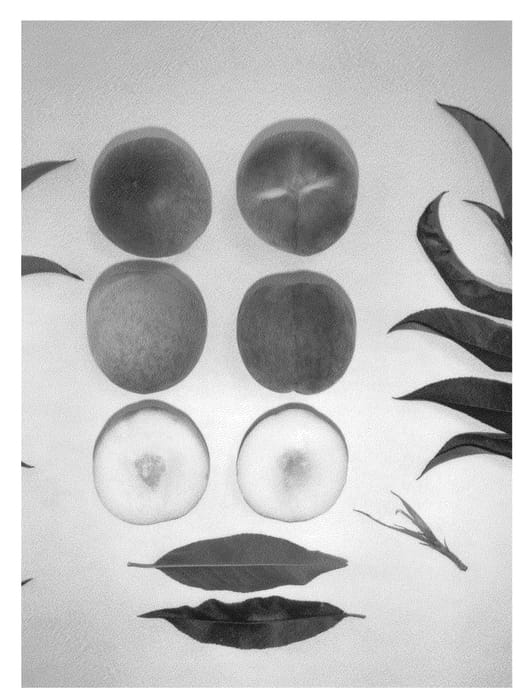 Figure 1 of US plant patent PP23866, the photograph of Ivory May printed in the patent.