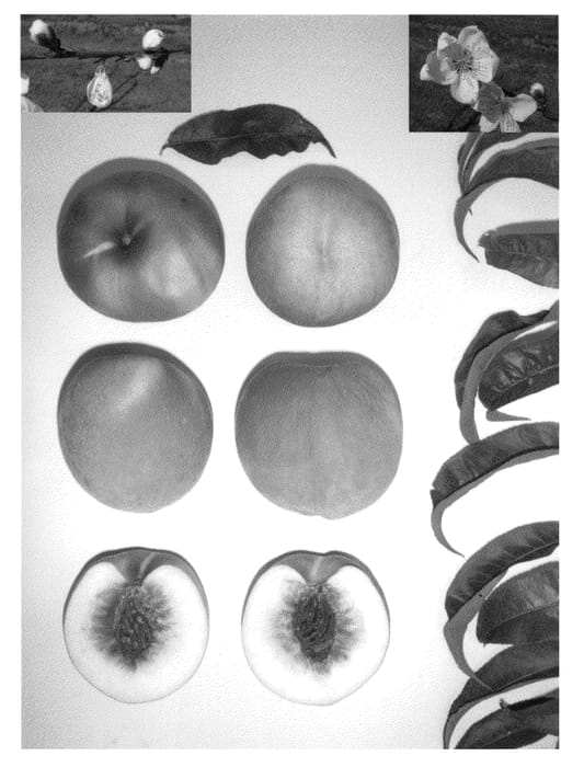 Figure 1 of US plant patent PP23867, the photograph of Glacier Princess printed in the patent.