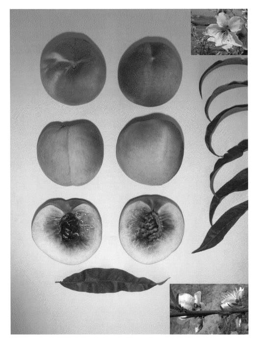 Figure 1 of US plant patent PP23868, the photograph of Glacier Queen printed in the patent.