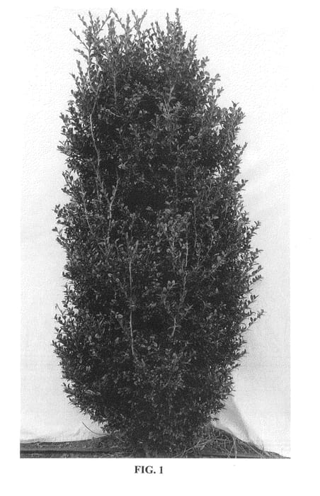 Figure 1 of US plant patent PP23869, the photograph of Thomas Jefferson printed in the patent.