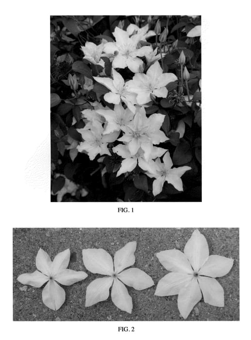 Figure 1 of US plant patent PP23870, the photograph of Zobast printed in the patent.