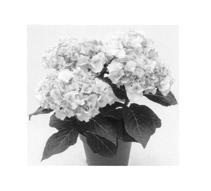 Figure 1 of US plant patent PP23871, the photograph of Agrihydratwaalf printed in the patent.