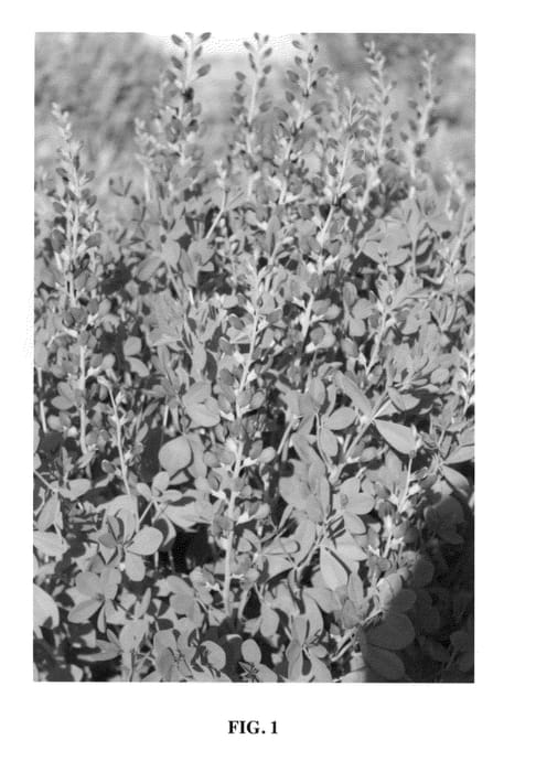 Figure 1 of US plant patent PP23872, the photograph of Dutch Chocolate printed in the patent.