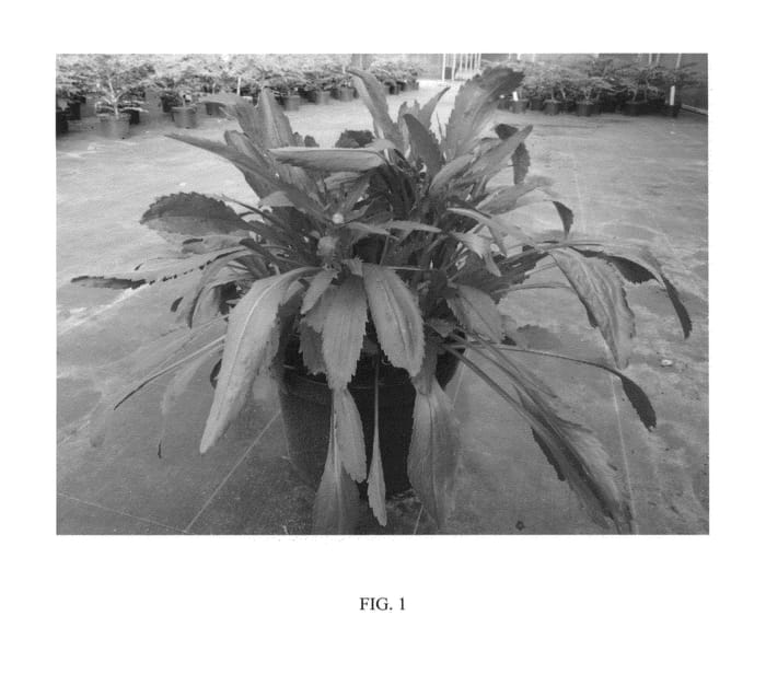 Figure 1 of US plant patent PP23873, the photograph of REAL GALAXY printed in the patent.