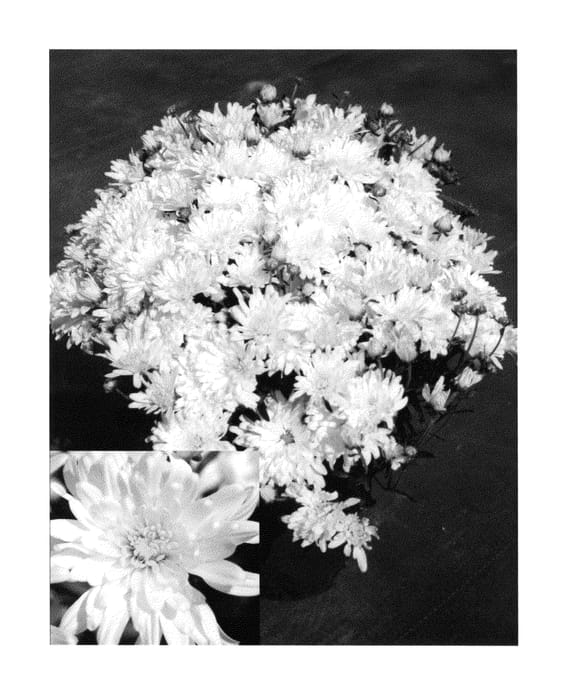 Figure 1 of US plant patent PP23874, the photograph of CIFZ0029 printed in the patent.
