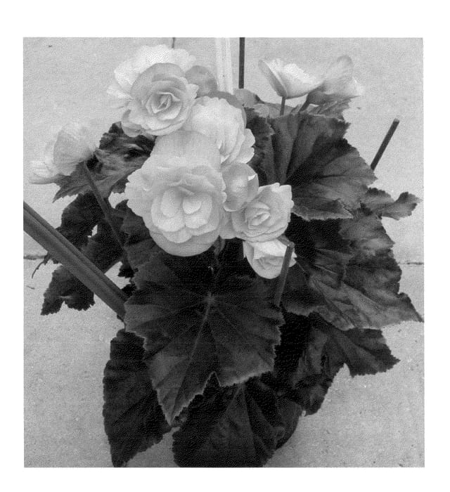Figure 1 of US plant patent PP23875, the photograph of BBDRAGNE printed in the patent.