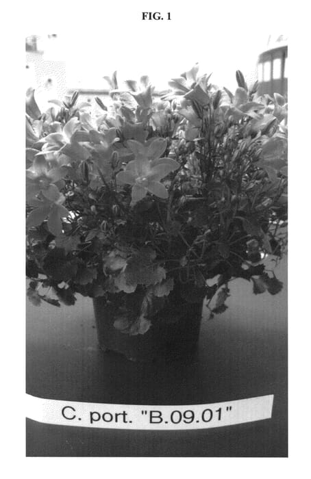 Figure 1 of US plant patent PP23876, the photograph of B.09.01 printed in the patent.
