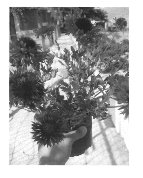 Figure 1 of US plant patent PP23877, the photograph of DGAL906 printed in the patent.
