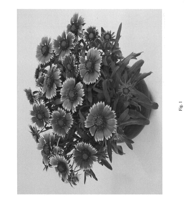 Figure 1 of US plant patent PP23878, the photograph of DGAL3 printed in the patent.