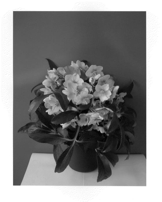 Figure 1 of US plant patent PP23879, the photograph of COSEH 910 printed in the patent.