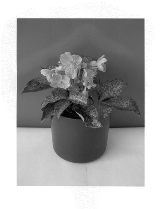 Figure 1 of US plant patent PP23880, the photograph of COSEH 900 printed in the patent.