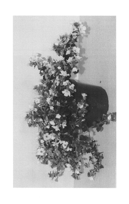 Figure 1 of US plant patent PP23881, the photograph of SBAWH03-2 printed in the patent.