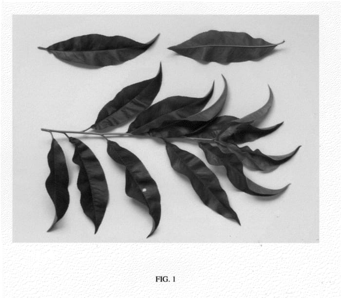 Figure 1 of US plant patent PP23882, the photograph of NJN101 printed in the patent.