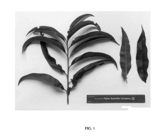Figure 1 of US plant patent PP23883, the photograph of NJ355 printed in the patent.