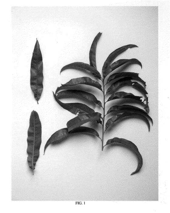 Figure 1 of US plant patent PP23884, the photograph of NJ356 printed in the patent.