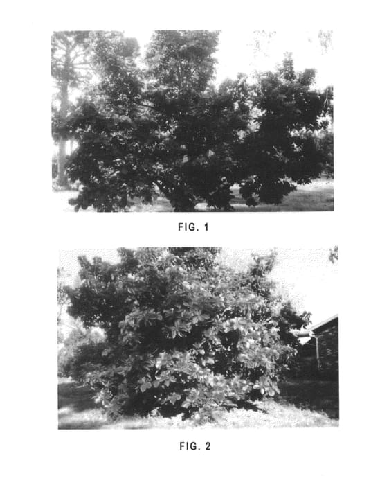 Figure 1 of US plant patent PP23885, the photograph of Pflum's Best printed in the patent.