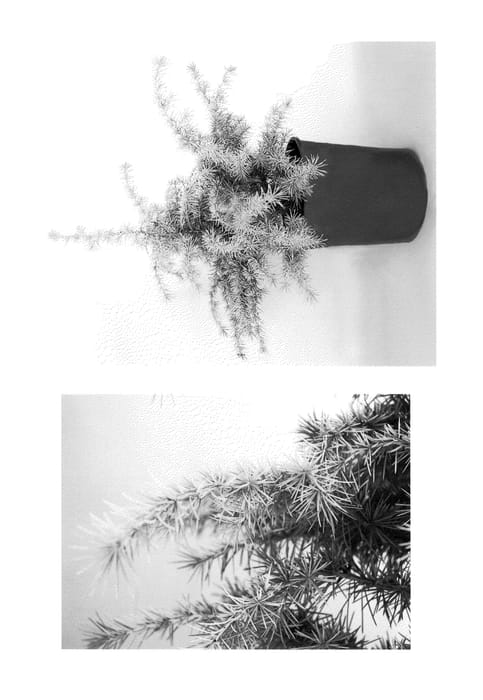 Figure 1 of US plant patent PP23886, the photograph of Monkinn printed in the patent.