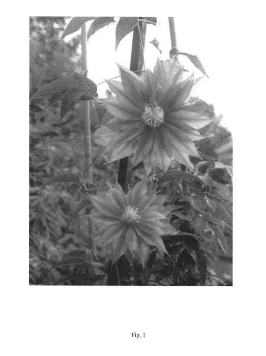 Figure 1 of US plant patent PP23887, the photograph of YAKU010A printed in the patent.