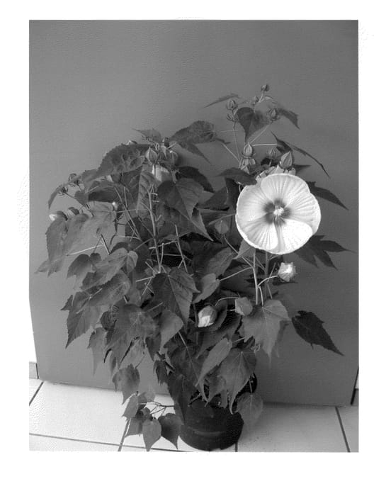 Figure 1 of US plant patent PP23888, the photograph of Oak Soft Pink printed in the patent.