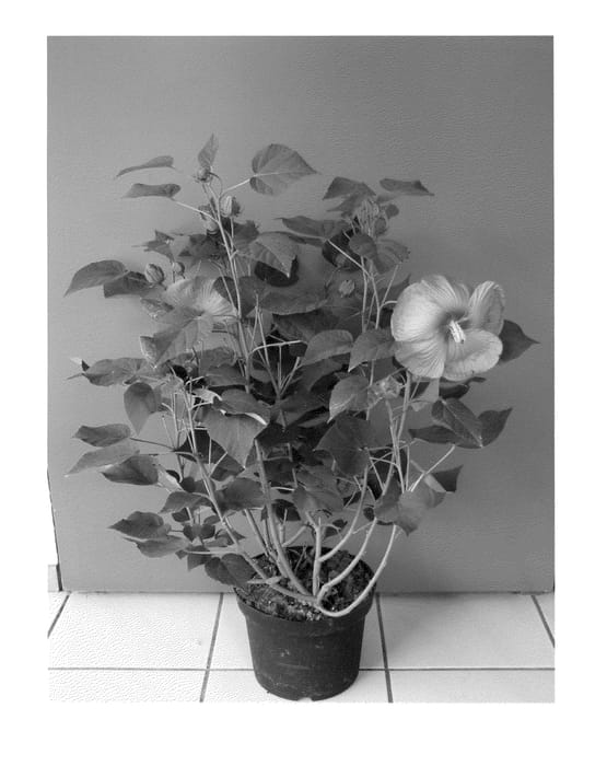 Figure 1 of US plant patent PP23889, the photograph of Extrehotpink printed in the patent.