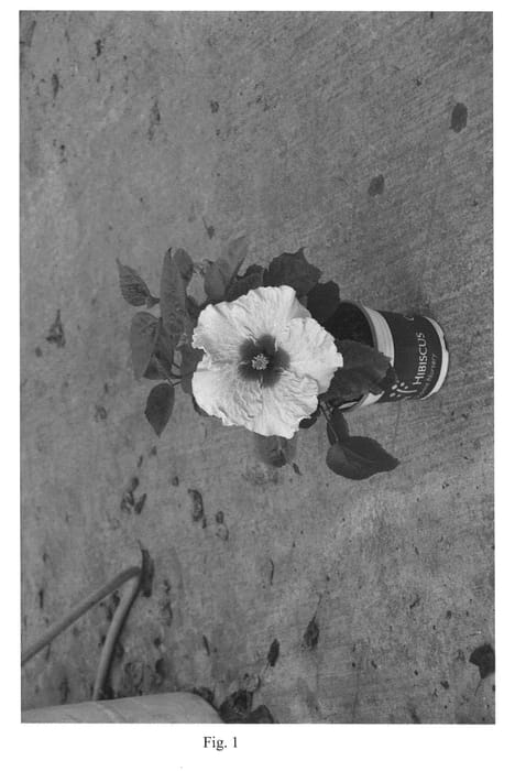 Figure 1 of US plant patent PP23890, the photograph of DUP-APD printed in the patent.