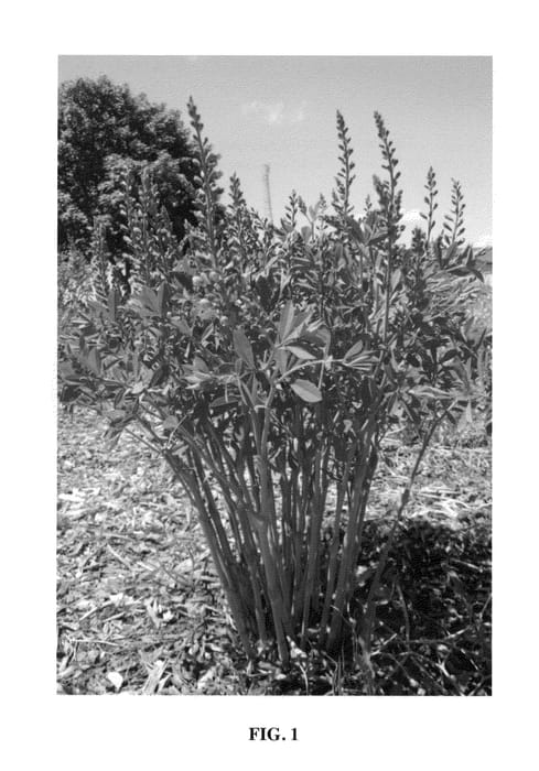 Figure 1 of US plant patent PP23891, the photograph of Blueberry Sundae printed in the patent.