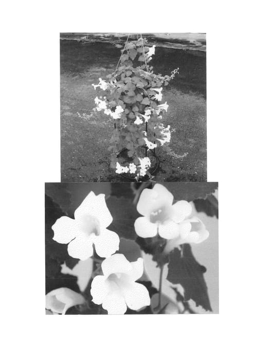 Figure 1 of US plant patent PP23892, the photograph of Sunasahowa printed in the patent.