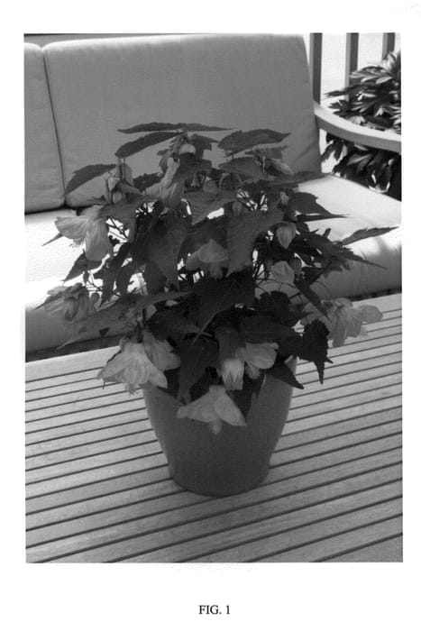 Figure 1 of US plant patent PP23893, the photograph of NUABTANG printed in the patent.