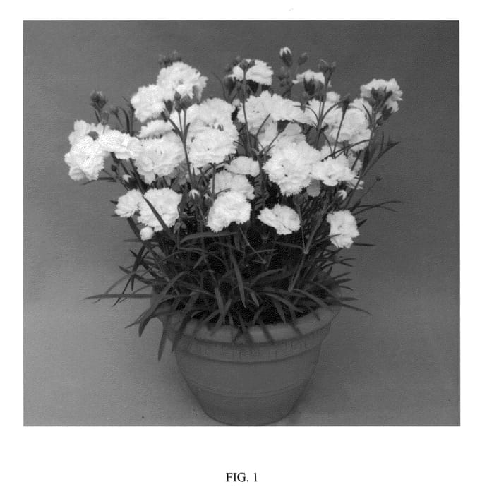 Figure 1 of US plant patent PP23894, the photograph of WP10 VEN06 printed in the patent.