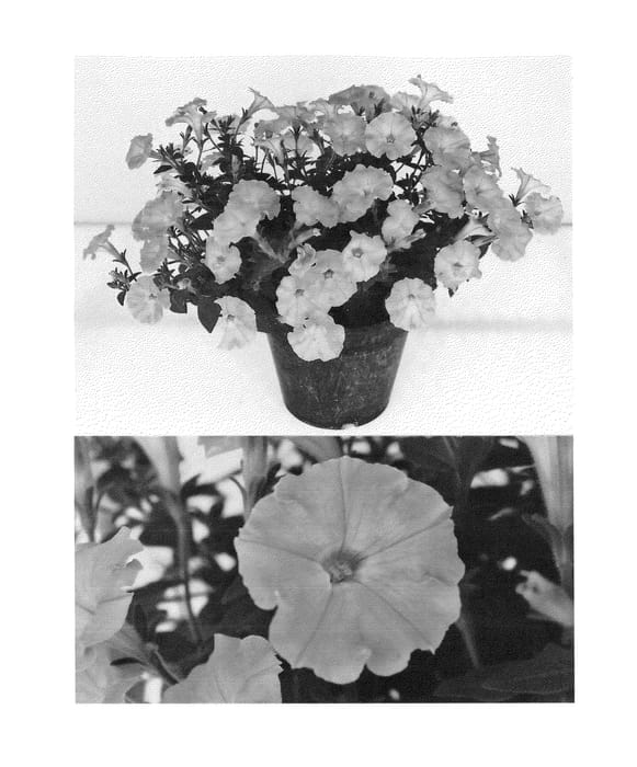 Figure 1 of US plant patent PP23895, the photograph of Sunsurfpitora printed in the patent.