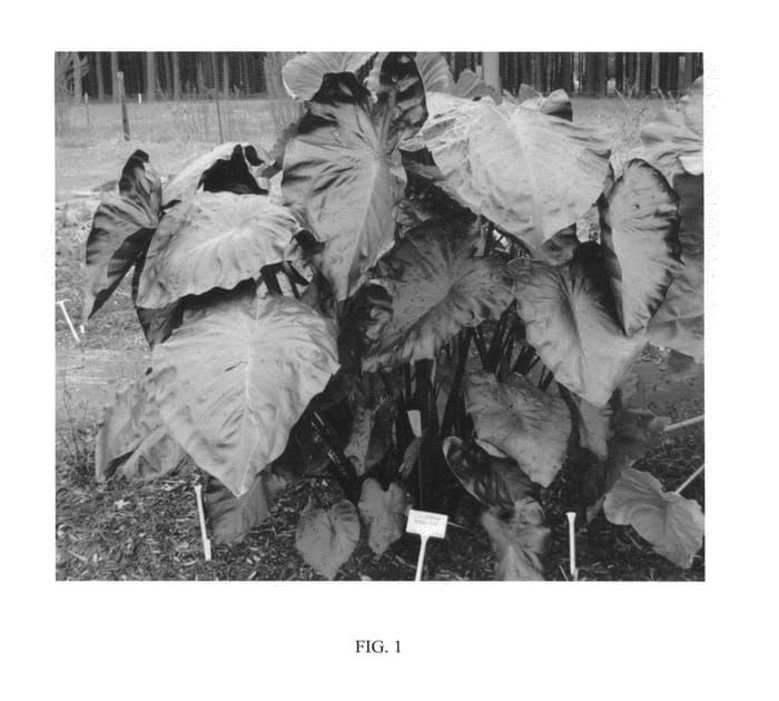 Figure 1 of US plant patent PP23896, the photograph of Black Coral printed in the patent.