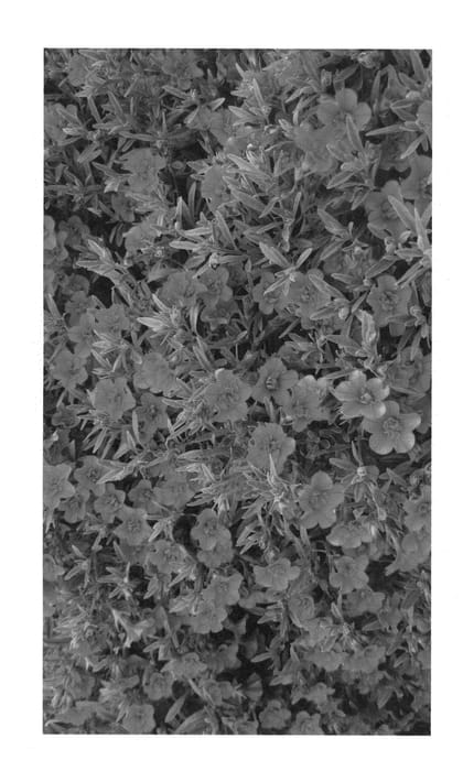 Figure 1 of US plant patent PP23897, the photograph of J-1 printed in the patent.