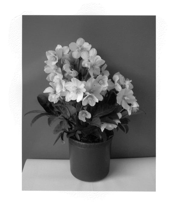 Figure 1 of US plant patent PP23898, the photograph of COSEH 930 printed in the patent.