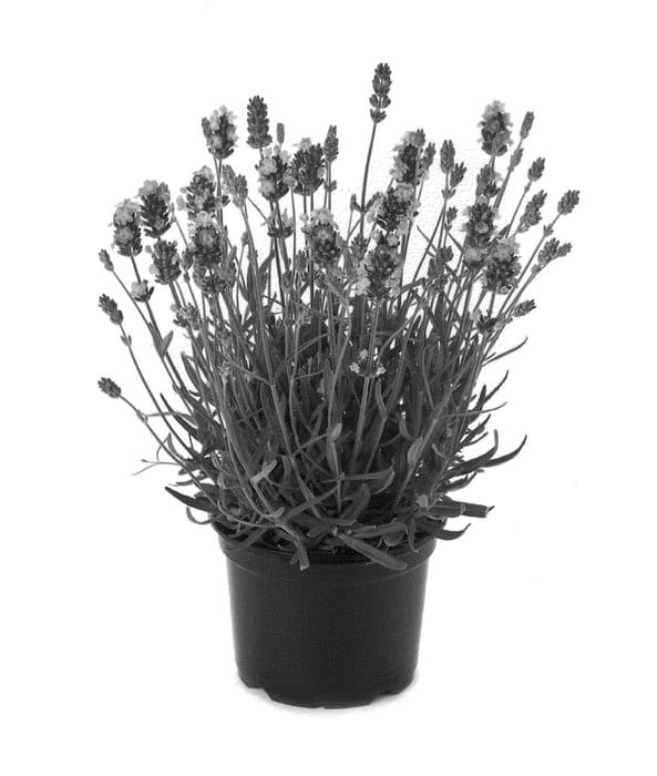 Figure 1 of US plant patent PP23899, the photograph of Bklvdvlb printed in the patent.