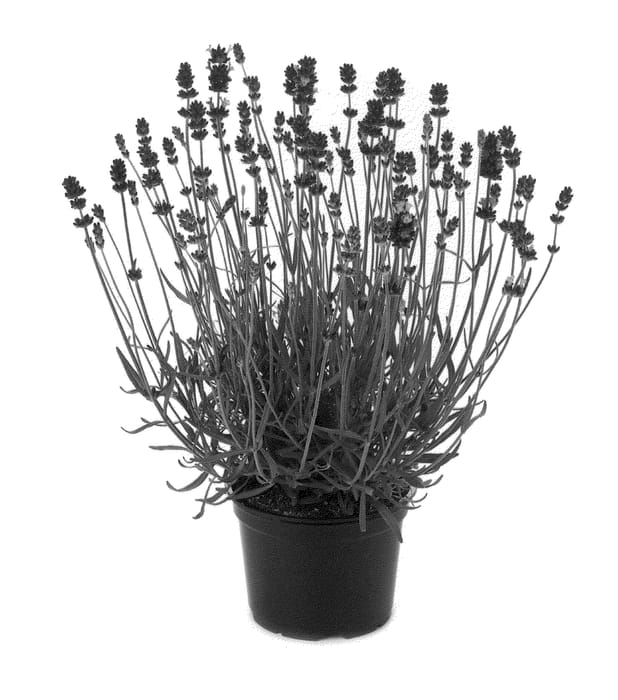 Figure 1 of US plant patent PP23900, the photograph of Bklvdab printed in the patent.