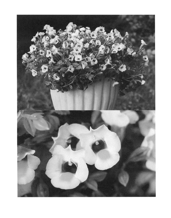 Figure 1 of US plant patent PP23901, the photograph of Sunrekokuri printed in the patent.