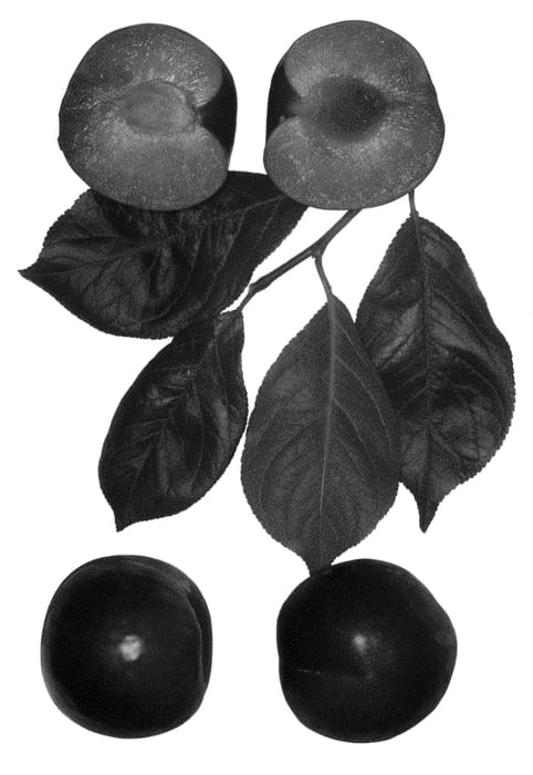 Figure 1 of US plant patent PP23902, the photograph of Flavor Fusion printed in the patent.
