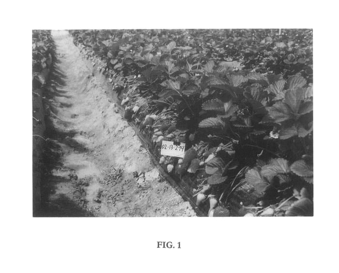 Figure 1 of US plant patent PP23903, the photograph of PLANASA 02-32 printed in the patent.