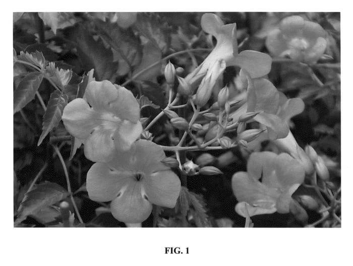Figure 1 of US plant patent PP23904, the photograph of Takarazuka Zujin printed in the patent.