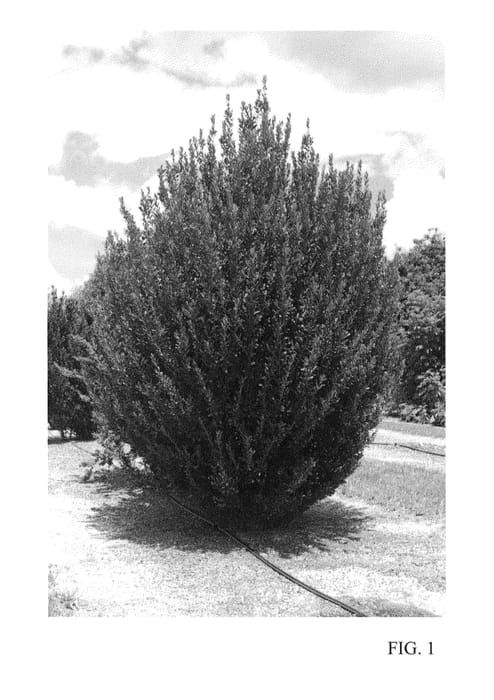Figure 1 of US plant patent PP23905, the photograph of RutHol1 printed in the patent.
