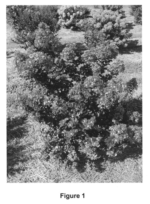 Figure 1 of US plant patent PP23906, the photograph of Purple Magic printed in the patent.
