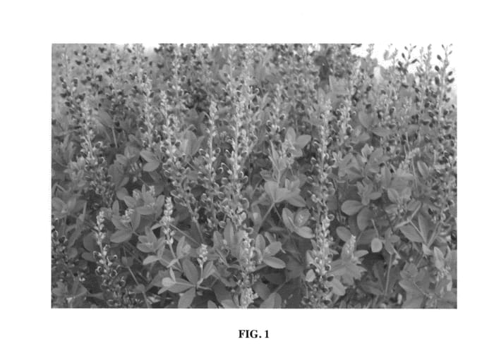 Figure 1 of US plant patent PP23907, the photograph of Cherries Jubilee printed in the patent.