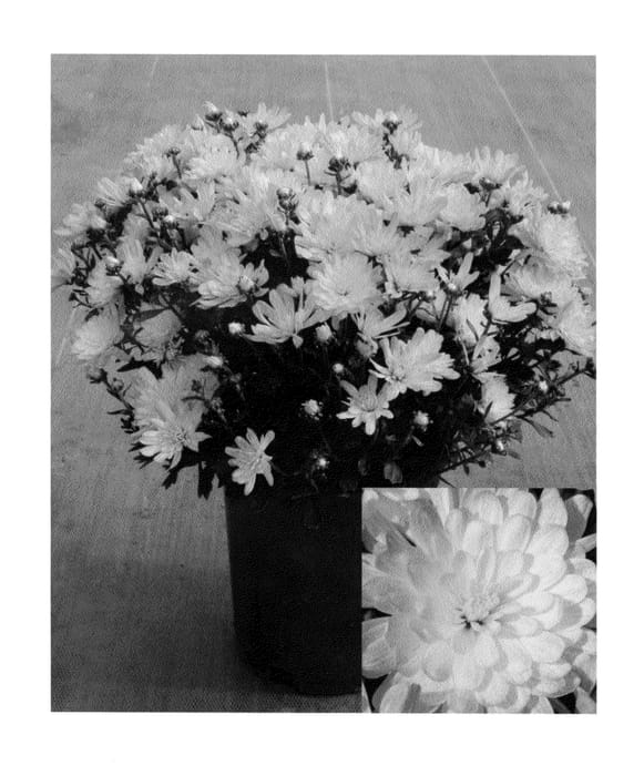 Figure 1 of US plant patent PP23908, the photograph of CIFZ0024 printed in the patent.