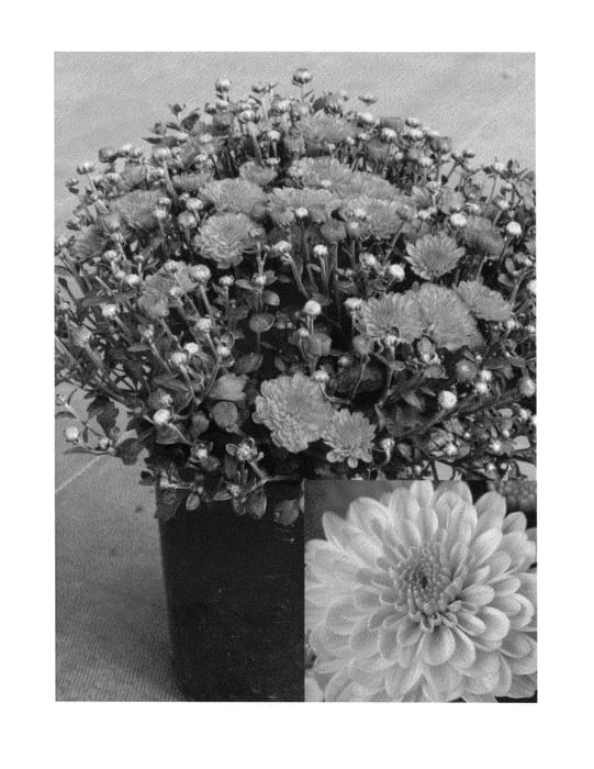 Figure 1 of US plant patent PP23909, the photograph of CIFZ0019 printed in the patent.