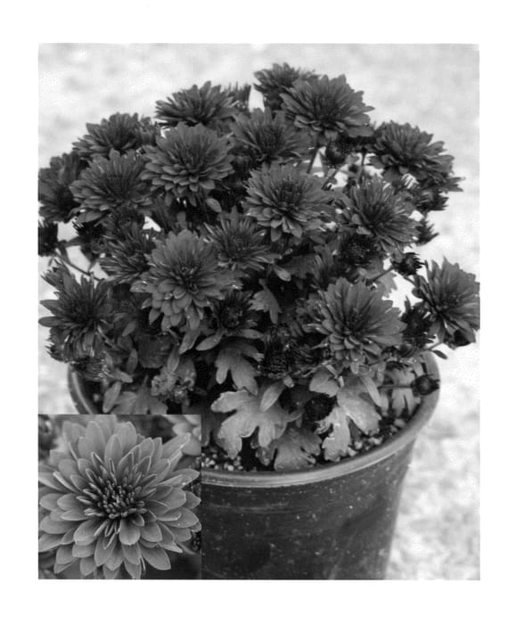 Figure 1 of US plant patent PP23910, the photograph of CIFZ0033 printed in the patent.