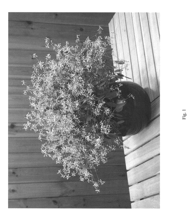 Figure 1 of US plant patent PP23911, the photograph of DIWAL2 printed in the patent.