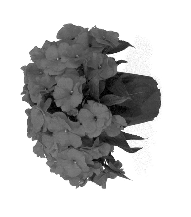 Figure 1 of US plant patent PP23912, the photograph of Duemagfi printed in the patent.