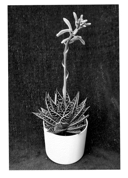 Figure 1 of US plant patent PP23913, the photograph of Tiki Tahi printed in the patent.