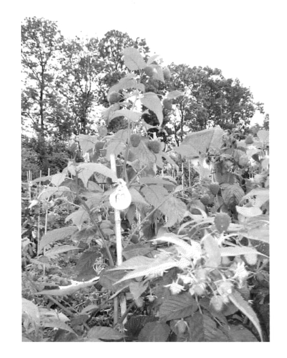 Figure 1 of US plant patent PP23914, the photograph of Advabertwee printed in the patent.